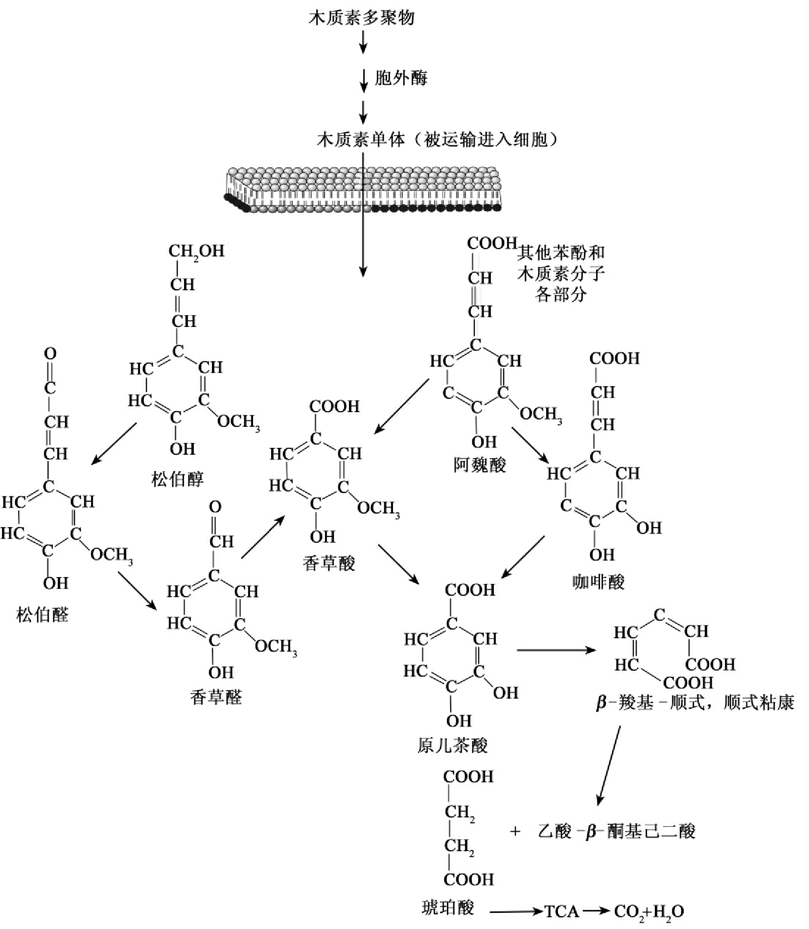 生物降解建筑材料的发展现状_